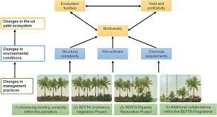 Overview data image management visualization preview tasks layers usage settings. Frontiers Managing Oil Palm Plantations More Sustainably Large Scale Experiments Within The Biodiversity And Ecosystem Function In Tropical Agriculture Befta Programme Forests And Global Change