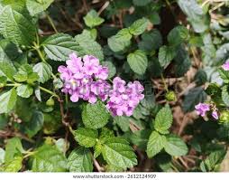 Image result for Verbenaceae