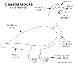 39+ canada goose coloring pages for printing and coloring. Canada Goose Printout Enchantedlearning Com