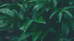 Green and black aesthetic 17. Green Aesthetic Background Site Title