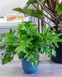 Would recommend and planning to order again. Philodendron Bipinnatifidum Hope Split Leaf Tree Philodendron Plantvine