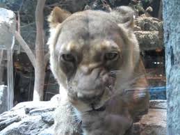 The lion, the king of the jungle reigns supreme within the lion habitat at the mgm grand in las vegas. The Majestic Lions Of The Mgm Grand Las Vegas Youtube