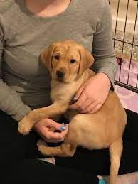 We did not find results for: Kc Reg Fox Red Labrador Puppy 1 Girl Left Thetford Norfolk Pets4homes