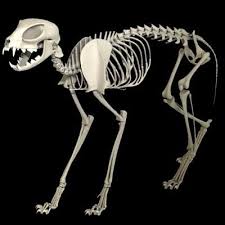 Pin On Anatomy Physiology