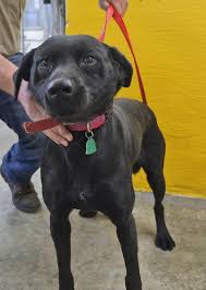 Visit your local richmond petsmart store for essential pet supplies like food, treats and more from top brands. Pets From The Madison County Animal Shelter Local News Richmondregister Com