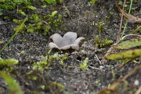 Image result for Gymnosporia arenicola