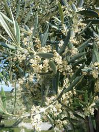 Olivenbaum Blute Mit Bildern Olivenbaum Baum Kroatien