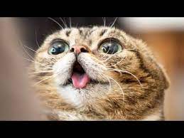 Http Gotoviral Fun 2018 07 11 Try Not To Laugh Clean No Bad Words Kid Friendly Clean Cats Edition For Kids 2017 Crazy Cats Cat Quotes Funny Cat And Dog Memes