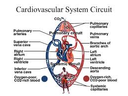 Chapter 19 The Heart Circulatory System Heart Blood Vessels And Blood Cardiovascular System Heart Arteries Veins And Capillaries 2 Major Divisions Ppt Download