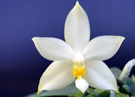 Image result for Landolphia violacea