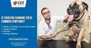 Our services include physical examinations, preventive vaccinations, medical and wellness exams, surgeries, and dental care for both dogs and cats. Best Emergency Dog Clinic Near Me Emergency Vet Clinic Dog Clinic Emergency Vet