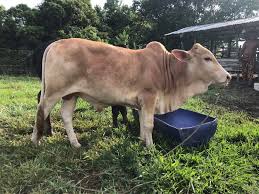 Join facebook to connect with lc hitam putih and others you may know. Lembu Murah Yg Hitam Umur 8 Bulan Hok Putih Umur Setahun Facebook