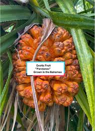 Image result for Pandanus candelabrum