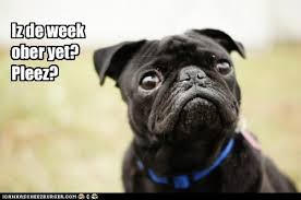 Ihat moment when you wake up and realize it's friday happy snowy holidays: I Has A Hotdog Friday Funny Dog Pictures Dog Memes Puppy Pictures Pictures Of Dogs Dog Pictures Funny Pictures Of Dogs Dog Memes Puppy Pictures Doge Cheezburger