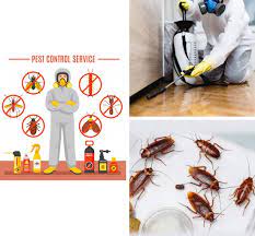 Govt approved pest control solution. Pest Control Services In Noida Delhi Ncr India Papamango Net