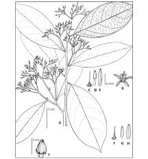 Image result for Metteniusaceae