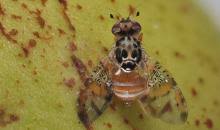 Image result for Oxyanthus zanguebaricus