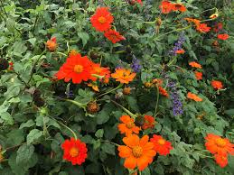 Image result for Tithonia