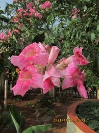 Image result for Podranea brycei