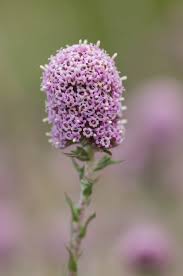 Image result for Stoebe