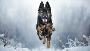 Maybe you would like to learn more about one of these? Hd Wallpaper Dog German Shepherd Dog Snow Dog Breed Winter Old German Shepherd Dog Wallpaper Flare