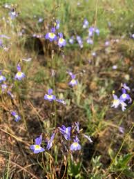 Image result for Trichodesma physaloides