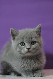 Super Kalite Ve Renkte Blue British Shorthair Yavrularimiz Geldi 484 Renkler Gelin