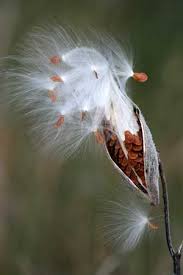 Milkweed Milkweed Flower Milkweed Seeds Milkweed