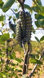 Image result for Colophospermum mopane
