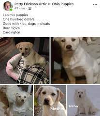 Lab mix puppies for sale. Lab Spitz Mix Pups For Sale Salt Of The Earth Dogs