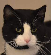 Almost Home Animal Shelter Quinnesec Mi Animal Shelter Animals Cats