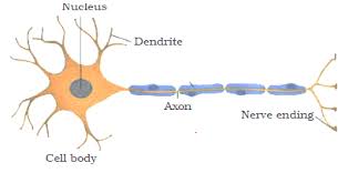Plant cells have all the same structures as animal cells, plus some additional structures. Detailed Tissues Class 9 Notes Ncert Book Chapter 6