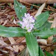 Image result for Murdannia simplex