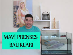 Mavi Prenses Baliklarinin Bakimi Ve Cinsiyet Ayrimi Youtube