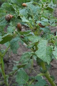 Fiches De Jardinage Bio Les Parasites Et Traitements Jardinage Bio Astuces De Jardinage Bio Jardinage