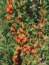 How To Grow Goji Berries Berry Plants Fruit Garden Goji Berries