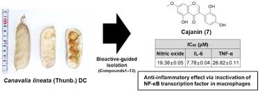 Image result for Ateleia herbert-smithii