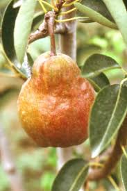 Poirier Williams Rouge Pyrus Communis Williams Rouge Jardinerie Frutas Exoticas Frutales Plantas
