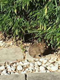 Thepatioguy has the lowest google pagerank and bad results in terms of yandex topical citation index. This Little Guy Was There Every Time I Passed By The Patio Of The Hotel Never Failed To Bring A Picture Of Novotel Paris Charles De Gaulle Airport Tremblay En France Tripadvisor
