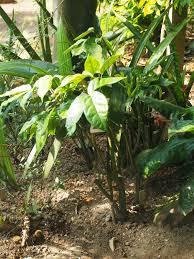 Image result for Crateva eminens