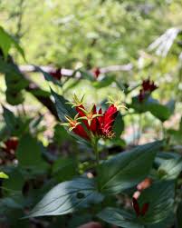 Image result for Loganiaceae