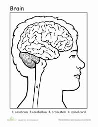 837x647 brain coloring page brain coloring sheet download a color. Awesome Anatomy If I Only Had A Brain Worksheet Education Com