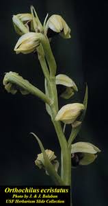 Image result for Orthochilus