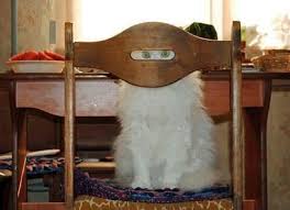 Maskeli Kedi Komik Hayvan Fotograflari Kedi Cok Sirin Hayvanlar