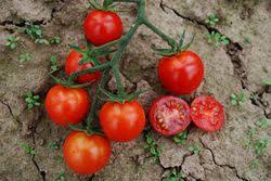 Die meisten tomatensamen säen sie im frühjahr. Tomaten Saen Den Samen Legen Fur Das Sommergluck