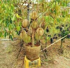 Gunakan pisau tajam untuk memotong bahagian bawah beg semaian untuk dipindahkan ke dalam. Anak Pokok Menjual Benih Online Terbesar Di Malaysia Facebook