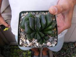 Succulents, rare cactus, live plants gymnocalycium variegated 4.0 cm,mini garden. Haworthia Truncata Succulent Plants Potted Plants Cacti Succulents Plants Seedlings