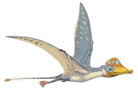 Image result for Dinophora spenneroides