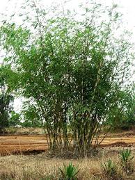 Image result for Oxytenanthera abyssinica