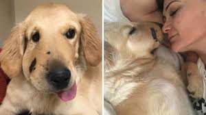 We did not find results for: Golden Retriever Shields Owner From Rattlesnake Bite While Hiking Abc7 New York